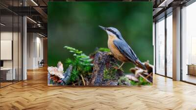 The Eurasian nuthatch or wood nuthatch (Sitta europaea) sitting in the forest in the Netherlands with a nice background Wall mural