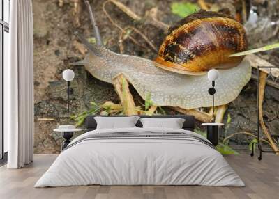 Closeup on a Common European garden snail, Cornu aspersum on the ground Wall mural