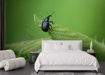 Closeup on a European miniature small dark weevil on a brambleberry leaf, Belgium. Wall mural