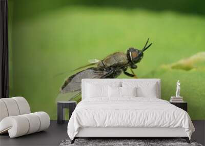 Detailed on a shy female black colonel sodier fly, Odontomyia tigrina sitting on a green leaf Wall mural