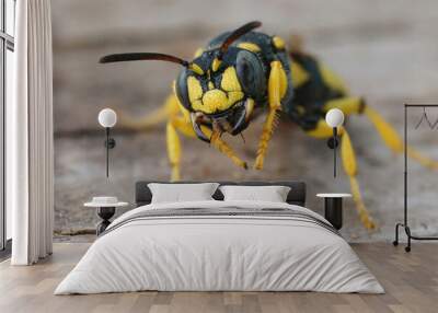 Facial closeup on a yellow European Cerceris wasp sitting on wood Wall mural