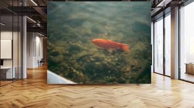 A large accumulation of carps in a clear lake Wall mural