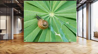 Copse snail, Arianta arbustorumrum leaving a slimy trail Wall mural