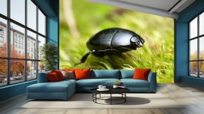 Hister beetle, Histeridae on moss Wall mural