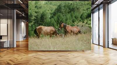 Two horses in Erseke, Albania Wall mural