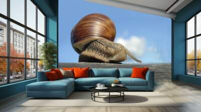 snail Wall mural