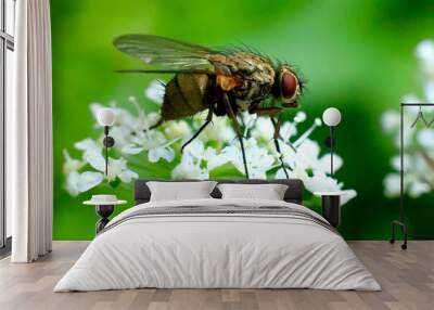 fly on leaf Wall mural