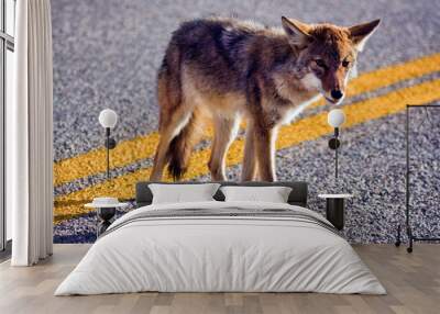 Coyote crossing road Wall mural