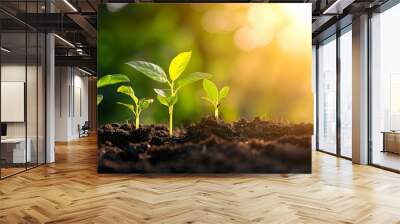 Green seedling growing from seed in the morning light, agriculture concept Wall mural