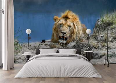 Lion Wall mural