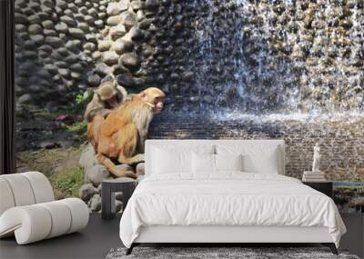 Monkey looking for ticks Wall mural