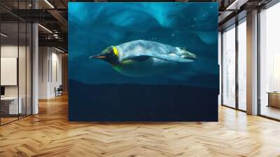 Cute Penguin diving underwater, underwater view . Wall mural