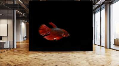 Red betta siamese fighting fish,  fish isolated on black background. Wall mural