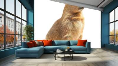 capybara sitting - isolated transparent background png Wall mural