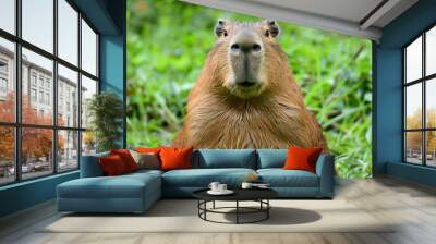 photo of a capybara on grass Wall mural