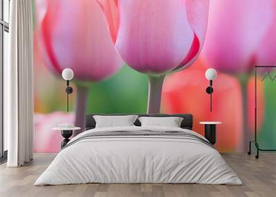 Rosa Tulpen Wall mural