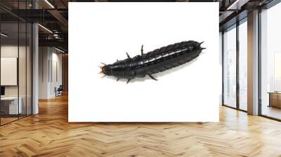 Black shiny larva from ground beetle isolated on white background Wall mural