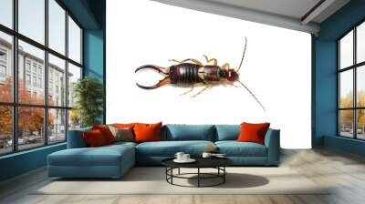 The common earwig European earwig Forficula auricularia isolated on white background Wall mural