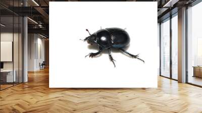 The dung beetle Anoplotrupes stercorosus isolated on white background Wall mural