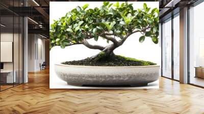 Potted bonsai tree in a sleek ceramic pot isolated on white background ready to bring joy to any space , cartoon drawing, water color style Wall mural