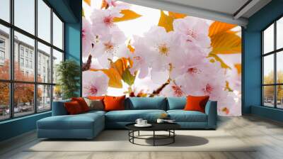 Beautiful sakura flower (cherry blossom) in spring. sakura tree flower on blue sky. Wall mural