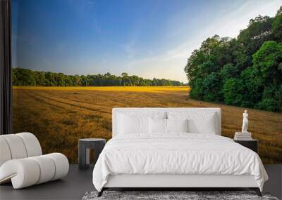 Beautiful meadow field with fresh grass and yellow dandelion flowers in nature against a blurry blue sky with clouds. Summer spring perfect natural landscape. Bu Dang, Binh Phuoc, Vietnam Wall mural