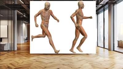 3D human man anatomy isolated Wall mural