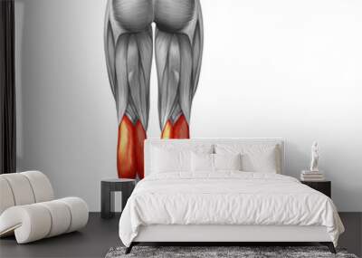 Conceptual 3D human back lower leg muscle anatomy Wall mural