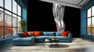 Conceptual 3D human back lower leg muscle anatomy Wall mural