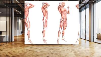 Conceptual anatomy healthy skinless human body muscle system set. Athletic young adult man posing for education, fitness sport, medicine isolated on white background. Biology science 3D illustration Wall mural