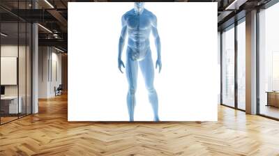 High resolution 3D human ideal for anatomy,medicine and health Wall mural