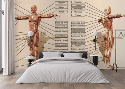 Vector 3D man muscle anatomy with text Wall mural