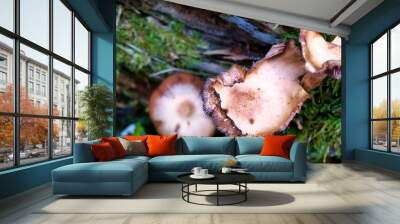 mushrooms at a natural environment inside a forest at autumn season Wall mural