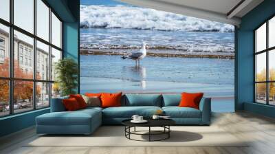 Herring gull watching the surf for something to eat Wall mural