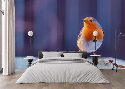 Robin closeup with the bird standing in light snow Wall mural