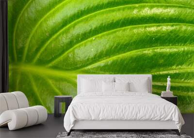 Closeup on green natural leaf texture background Wall mural