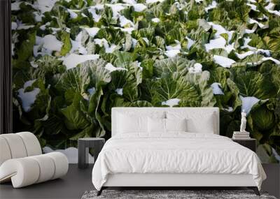 Cabbage covered by snow in winter Wall mural