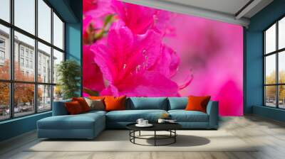 Panorama or web banner with pink azalea flower on a pink  background Wall mural