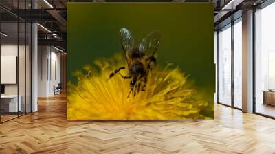 bumblebee on yellow flower Wall mural