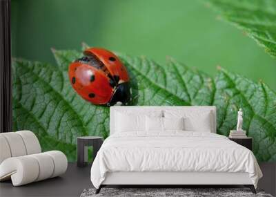 Ladybug with wings partially open, landing on a leaf Wall mural