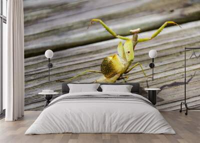 Praying Mantis in aggressive attack mode with wings extended and arms raised. Wall mural