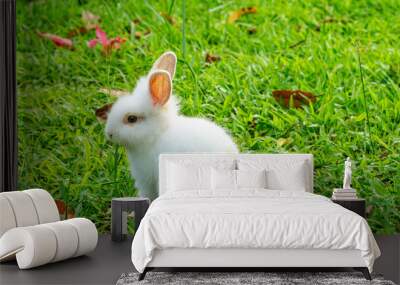 a cute young white rabbit grazing on the grass field. a cute bunny eating grass in the field Wall mural