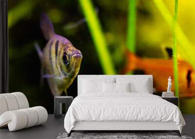 Black skirt tetra fish in planted tank setting Wall mural