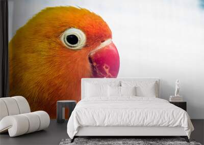 closeup of lovebird Agapornis fischery  Wall mural