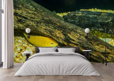 lemon fish cichlid Neolamprologus hiding behind driftwood Wall mural