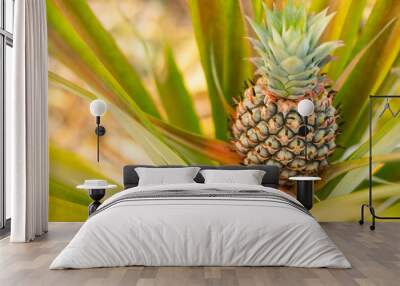 Pineapples fruit raw ,organic nutrition farm plant Wall mural