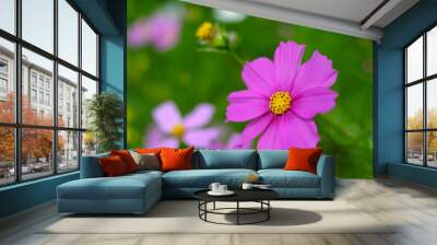 close up Cosmos flower garden and natural green background. Blurred image to make vintage style.
 Wall mural