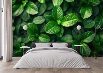 Green Leaves Texture Background with Ornamental Plant in Eco Garden - Natural, Organic, and Clean Environment for Reduced Air Dust Wall mural