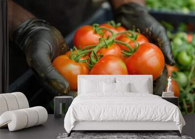 Harvesting Freshness: Gardener's Handpicking of Red Tomatoes Wall mural