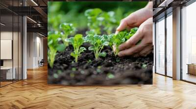 Planting Young Lettuce Seedlings: A Farmer's Hand Tending to Vegetables in a Garden Wall mural